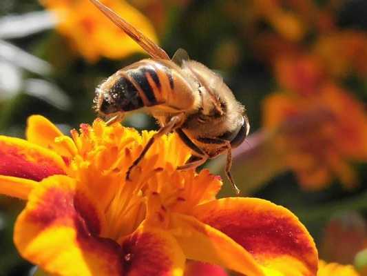 秋天会有蜜蜂采蜜吗 为什么秋天还有那么多蜜蜂