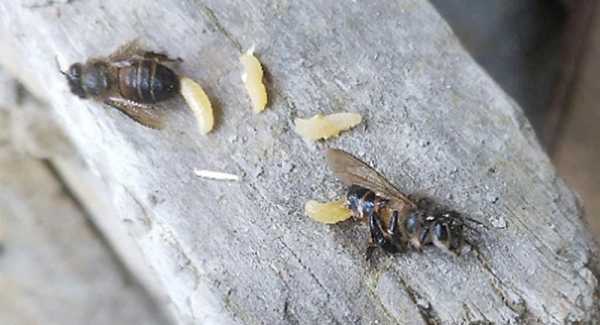 蜂肚子上长虫怎么治-中蜂肚内有虫怎么办