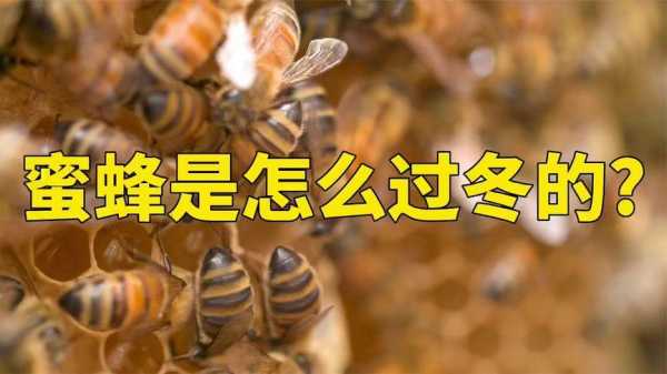 蜜蜂安全越冬措施-蜜蜂怎么安全越冬