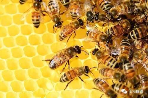蜜蜂安全越冬措施-蜜蜂怎么安全越冬