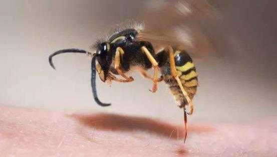  蜜蜂对人有什么作用「蜜蜂对人的危害」