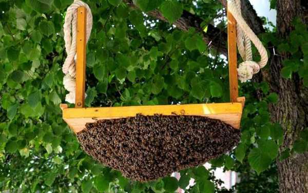  什么能吸引蜜蜂「用什么吸引蜜蜂来筑巢」