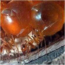  蜜蚂蚁是什么东西「蜜蚁可以吃吗」