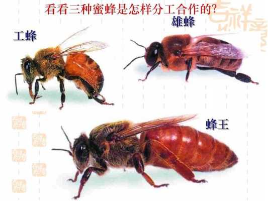 蜜蜂中的雄蜂是什么_蜜蜂的雄蜂是什么细胞发育而来?