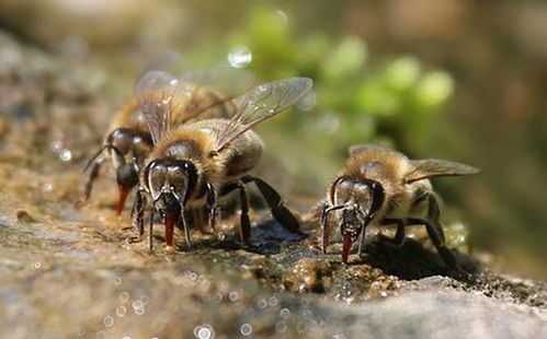  蜜蜂采水什么意思「蜜蜂采水都是直线飞回去的吗」
