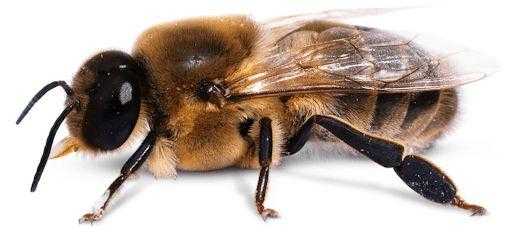  雄性蜜蜂是干什么的「蜜蜂雄蜂有什么用」