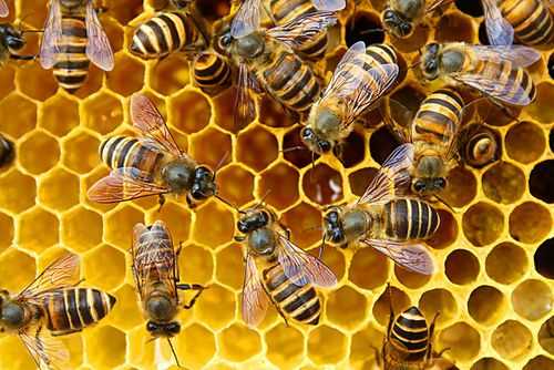 蜜蜂与蜜-蜜蜂和蜂蜜有什么差别