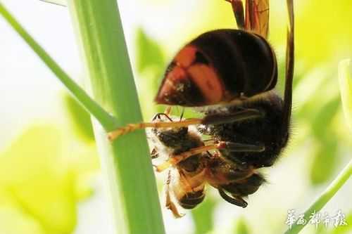 胡蜂抬蜜蜂有什么办法,胡蜂可以采蜜吗 