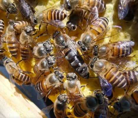 什么种的中蜂产蜜高,什么中蜂采蜜力最强 