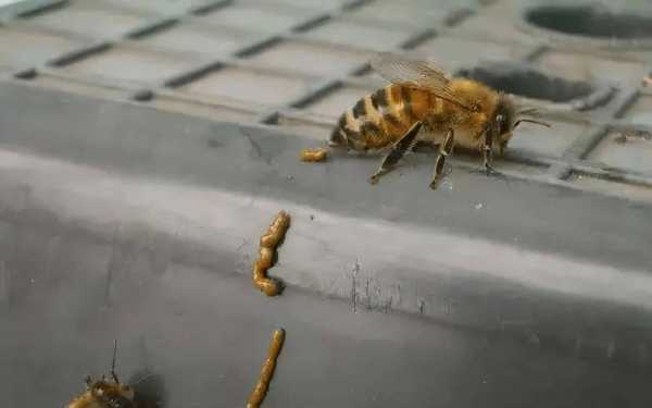 蜜蜂吃老巢是什么原因