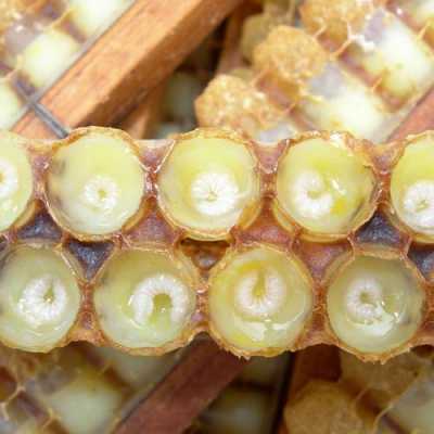  蜂王浆是由蜂群中什么成员提供的「蜂王浆是蜜蜂的什么产物」