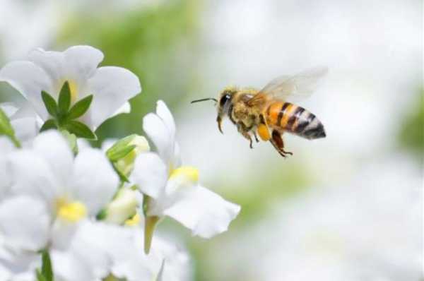为什么蜜蜂不采桂花蜜_为什么蜂群不积极采蜜
