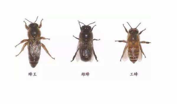  蜜蜂怎么看是老蜂「蜜蜂怎么看是老蜂还是新蜂」
