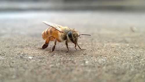  蜜蜂都干什么「蜜蜂干什么的」