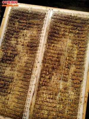  蜂胶怎么提炼蜂蜡「蜂胶怎样提炼」