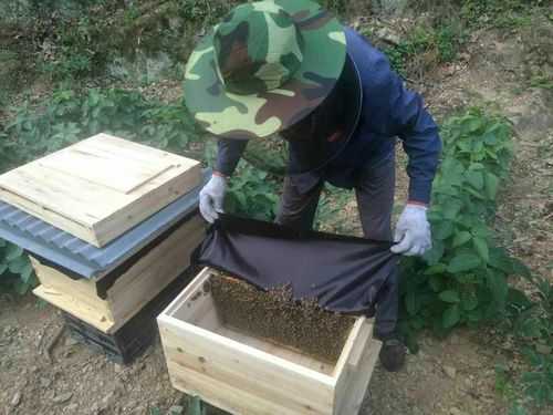 新手养蜂技术指导-新手养蜂要准备些什么
