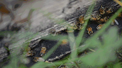 蜜蜂怎么越夏,蜜蜂在夏天是怎么度过的 