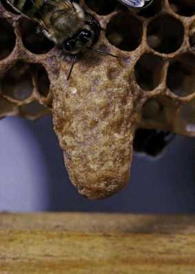 蜜蜂王台是什么样子-蜜蜂箱里的王台是什么意思