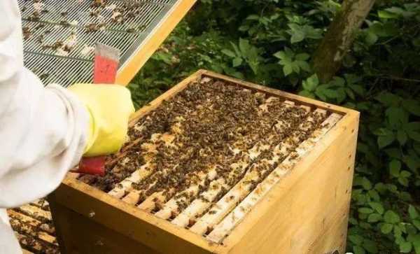 如何让蜜蜂在巢础上筑巢