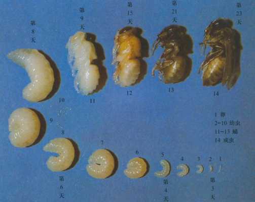蜂卵孵化过程需要什么条件