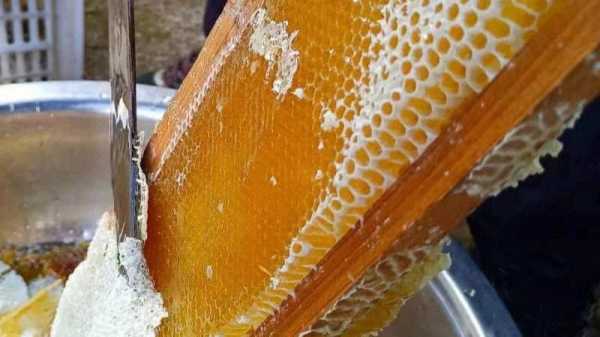 土蜂蜜是什么蜜