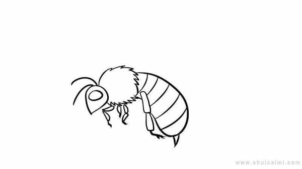  蜜蜂从卵到虫怎么画「蜜蜂从卵到虫怎么画的」