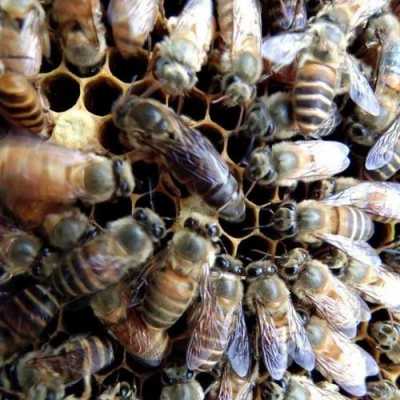 四川有哪些蜂种的图片 四川地方养蜂是什么品种