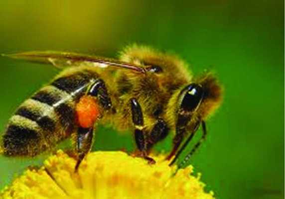 俄罗斯有什么蜜蜂品种图片,俄罗斯蜂蜜原始森林优质蜂种 