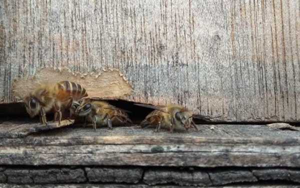  工蜂在蜂群里起到什么作用「工蜂在蜂群里起到什么作用和功能」