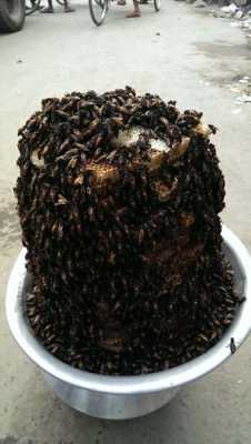 孟加拉蜂蜜为什么贵（孟加拉好吃吗）