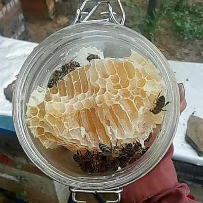 玻璃瓶蜂巢蜜什么蜂种好（玻璃瓶养蜂技术视频）