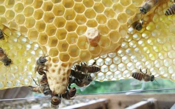  蜜蜂蜂王怎么育「蜜蜂王怎么培育」