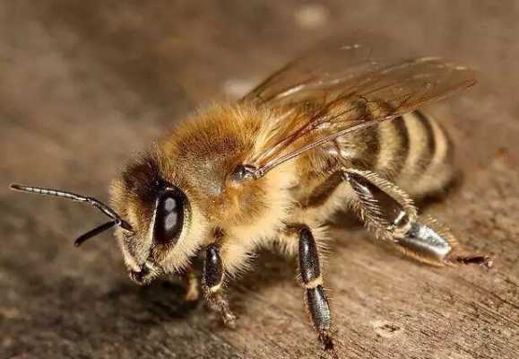 来自美国的蜜蜂是什么