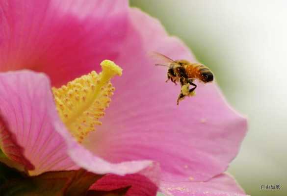 蜜蜂为什么带花粉往外飞的原因