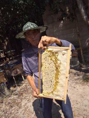 抓到野蜂蜜怎么养