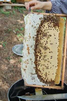 中蜂封盖被咬开是怎么回事 中蜂为什么咬封盖子