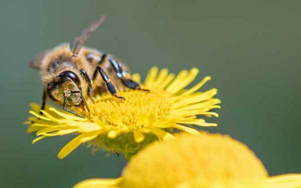 采蜜的蜜蜂是成虫还是幼虫-采蜜的蜜蜂是什么品种