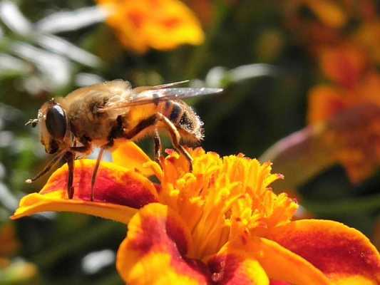 蜜蜂采蜜为了什么而不是为了什么-蜜蜂辛苦的采蜜是为了什么