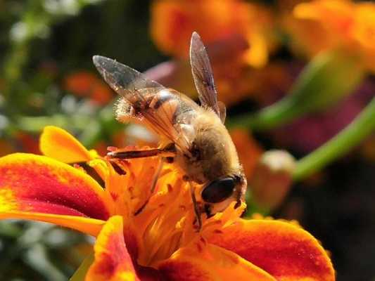 蜜蜂采蜜为了什么而不是为了什么-蜜蜂辛苦的采蜜是为了什么