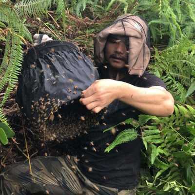 收捕野蜂的几种方法-收捕野生蜂怎么养