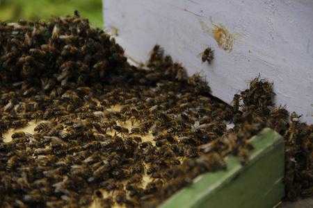  蜜蜂为什么会分工「蜜蜂为什么成群结队」