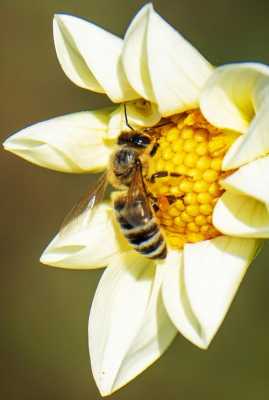 蜜蜂采集花粉做什么