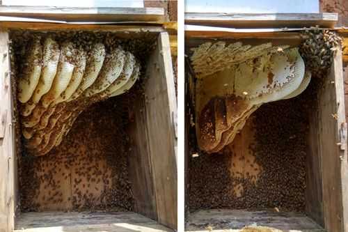 蜂箱蜂蜜是个什么样子