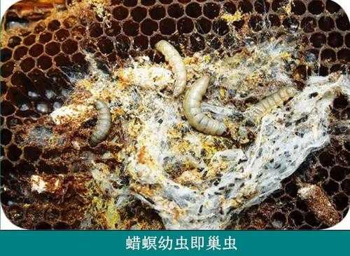 大蜡螟幼虫养殖-怎么防止大蜡螟进入蜂箱