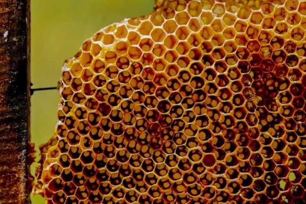  蜜蜂在什么季节不出来「蜜蜂什么时候出去不在蜂窝里」