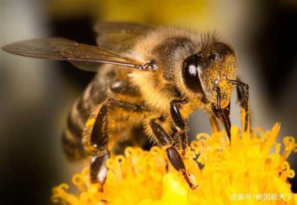 取完蜂蜜后蜜蜂跑了怎么办 蜜蜂取蜜后飞逃是什么原因
