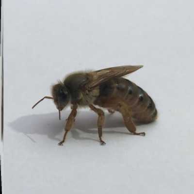 中蜂是什么蜂种 一般中蜂是什么品种