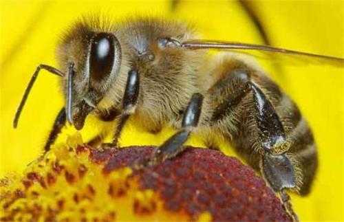 秋季蜜蜂为什么会跑出来 秋季蜜蜂为什么会跑