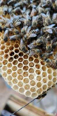 中蜂工蜂产孑怎么治_中蜂工蜂很多是什么情况