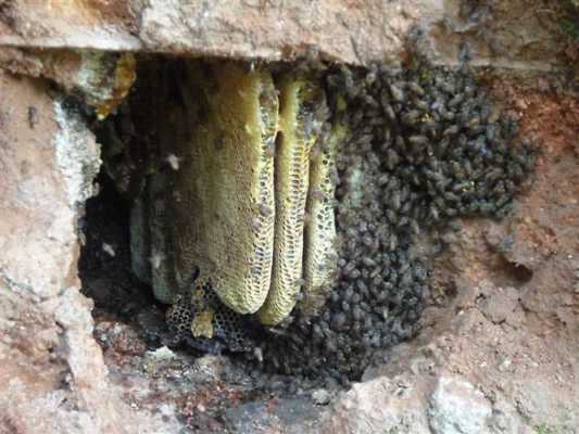 野生蜜蜂窝怎么保存
